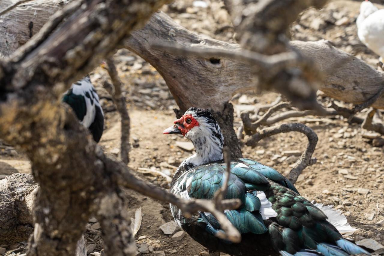 Change The World - Herdade Monte Do Peral Montes Juntos Экстерьер фото